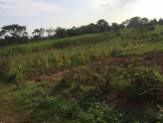 Maize, rice, beans, cassava, all growing in the fields