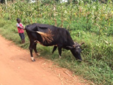 This boy is a pupil of Brain Trust but this day he had been left to care for the family cow as it grazed for food.